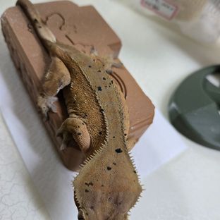 윈즈
