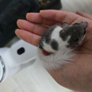 제제