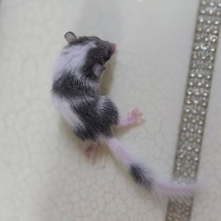 A1