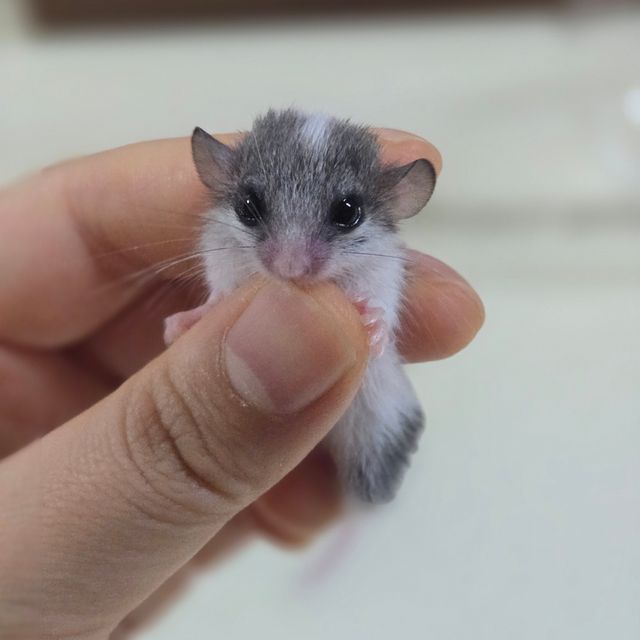 오레오