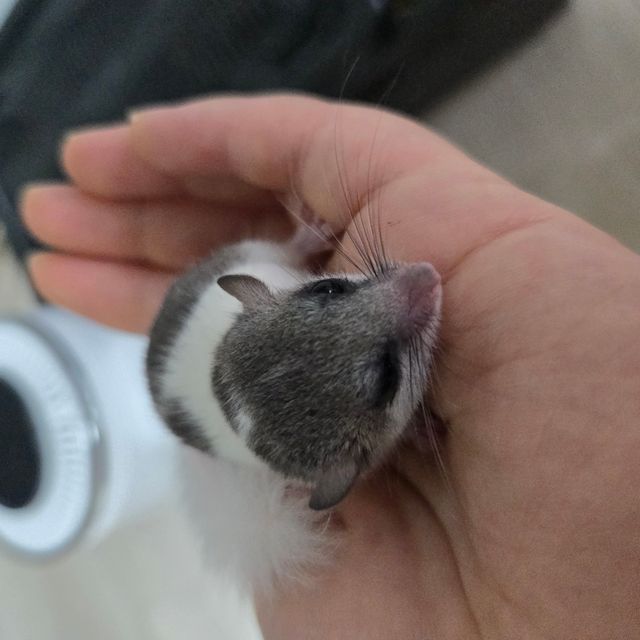 오레오