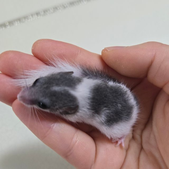 오레오