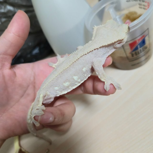 바이 화이트포트홀 레드