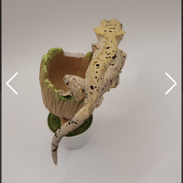 달마시안 슈퍼달마시안