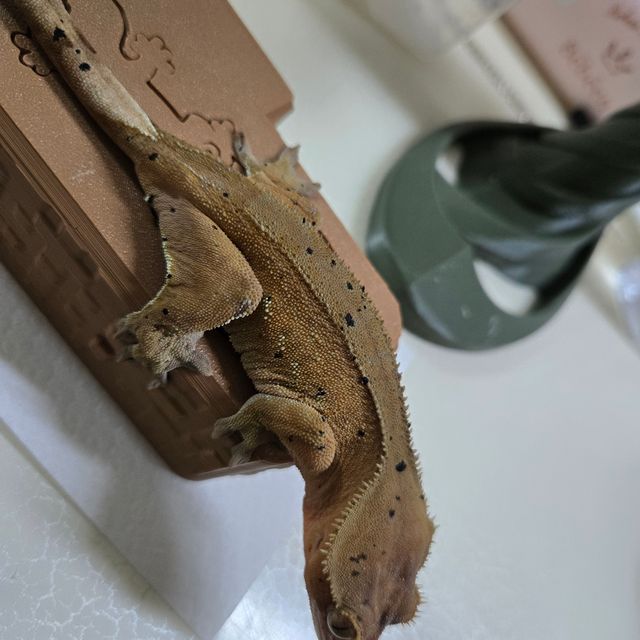 달마시안 슈퍼달마시안 레드