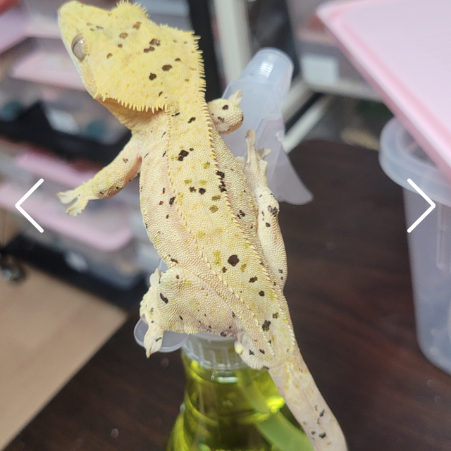 달마시안 슈퍼달마시안