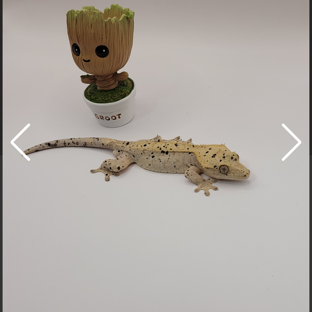 달마시안 슈퍼달마시안