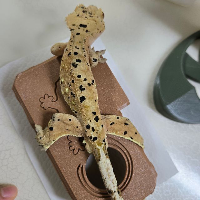달마시안 슈퍼달마시안 레드