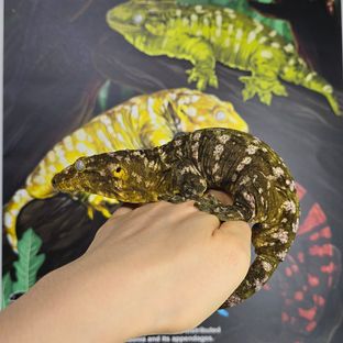 루시퍼