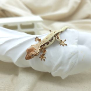 트라이 릴리 세이블