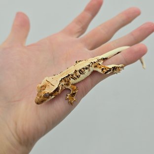 트라이 릴리화이트