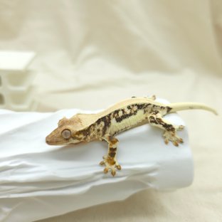 트라이 릴리화이트