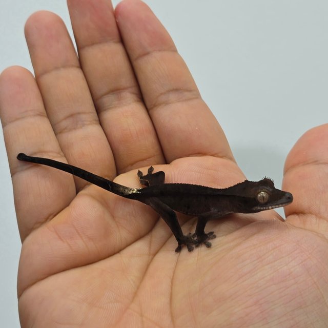 다크 챠콜 블랙