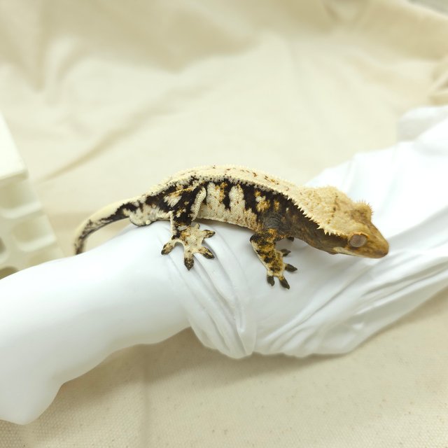 화이트핀 트라이