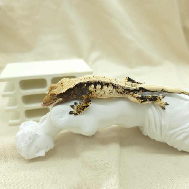 화이트핀 트라이