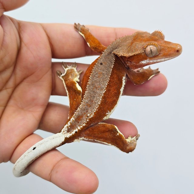 레드 팬텀 릴리화이트