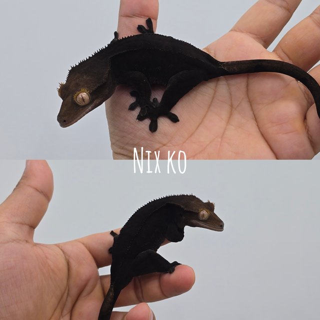 다크 블랙 팬텀 챠콜