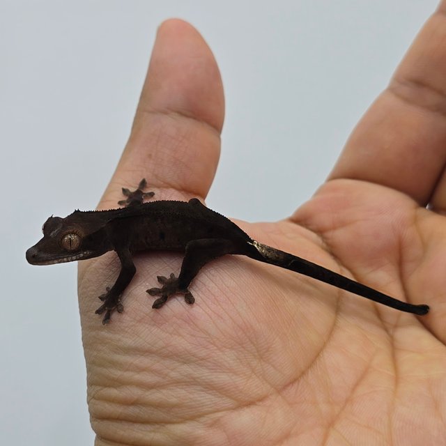 다크 챠콜 블랙