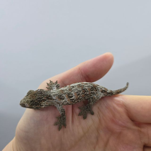 누아나 누아미