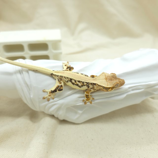 트라이 릴리화이트