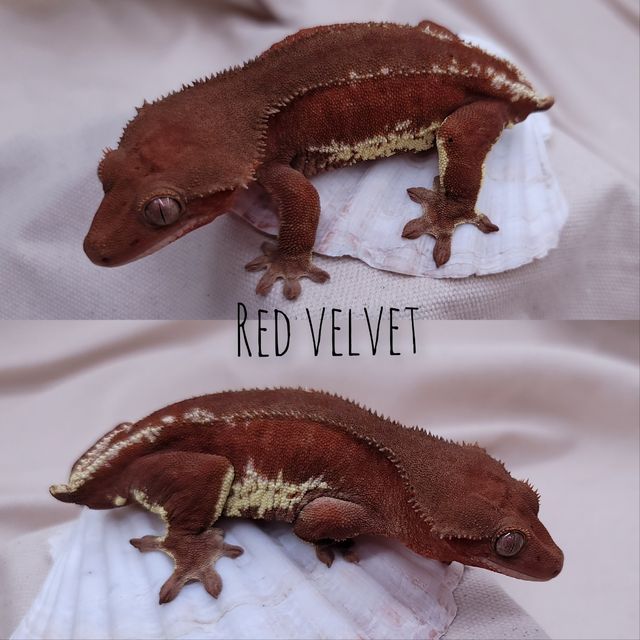 레드 팬텀 릴리화이트