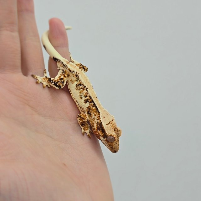 트라이 릴리화이트