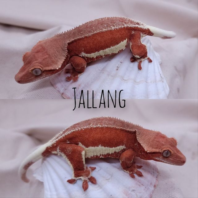 레드 팬텀 릴리화이트