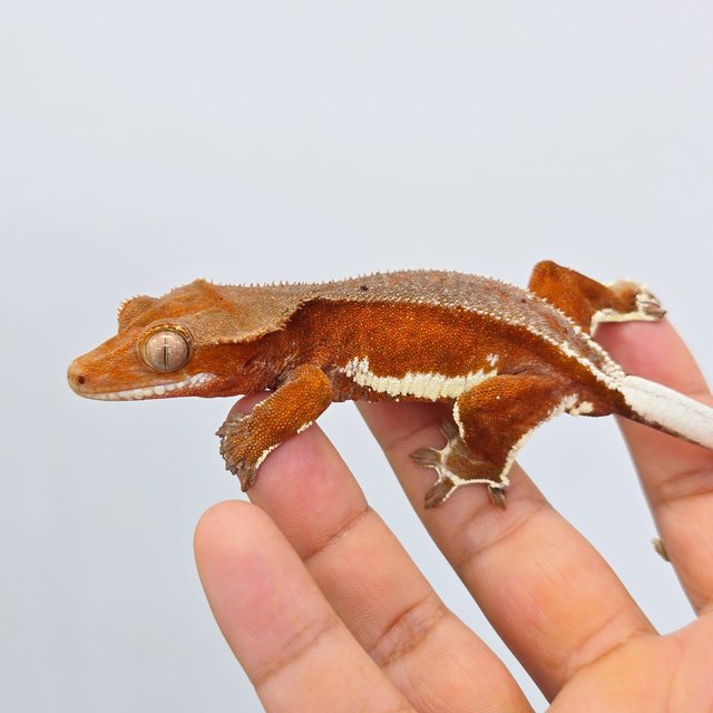 레드 팬텀 릴리화이트