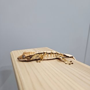 동배