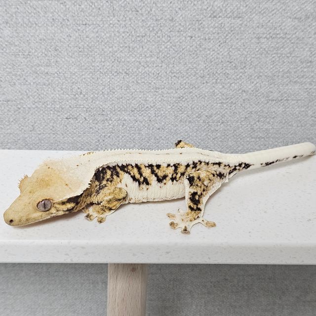 릴리화이트 트라이