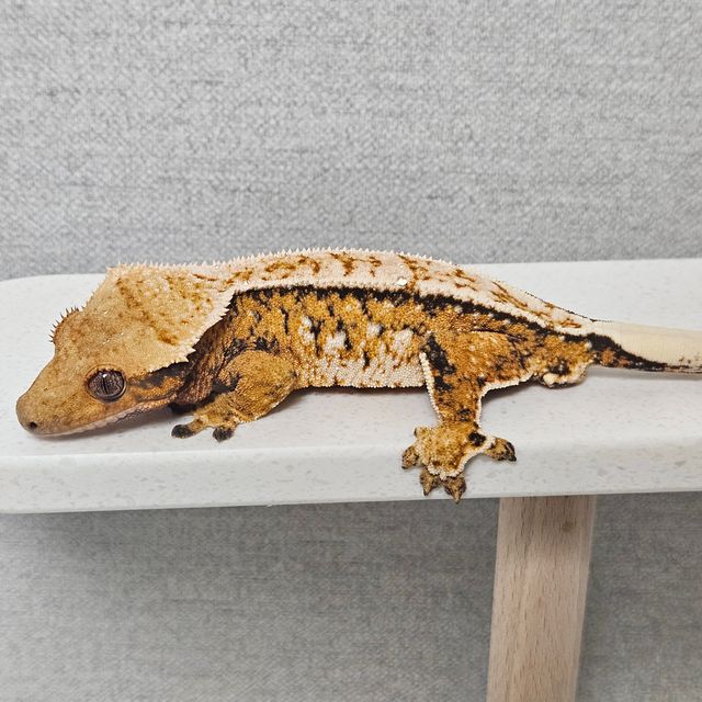 트라이 텐저린