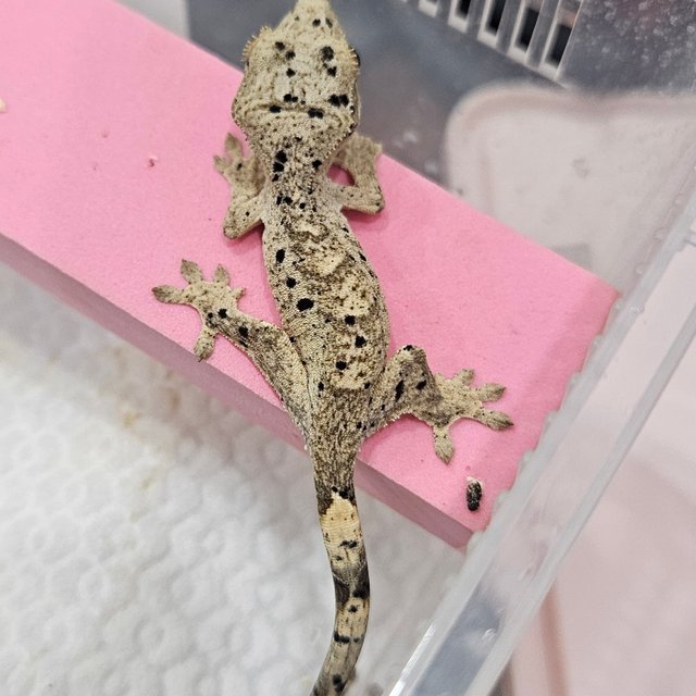 달마시안 슈퍼달마시안