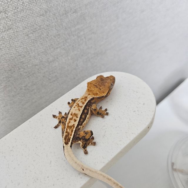 트라이