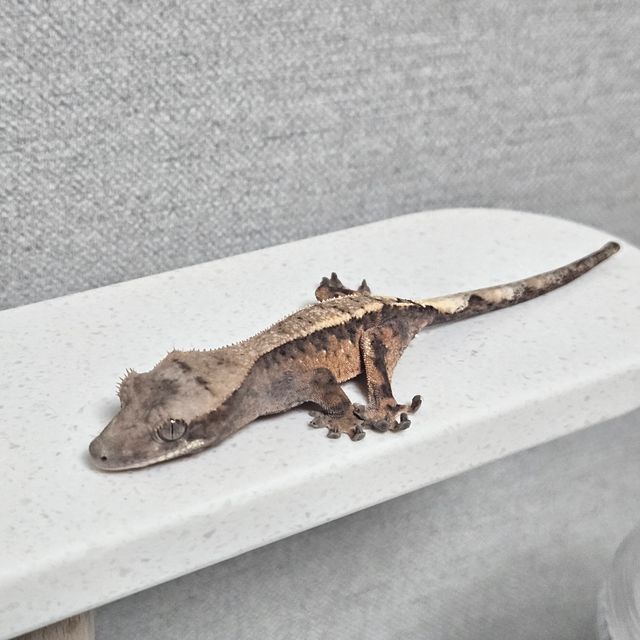 세이블