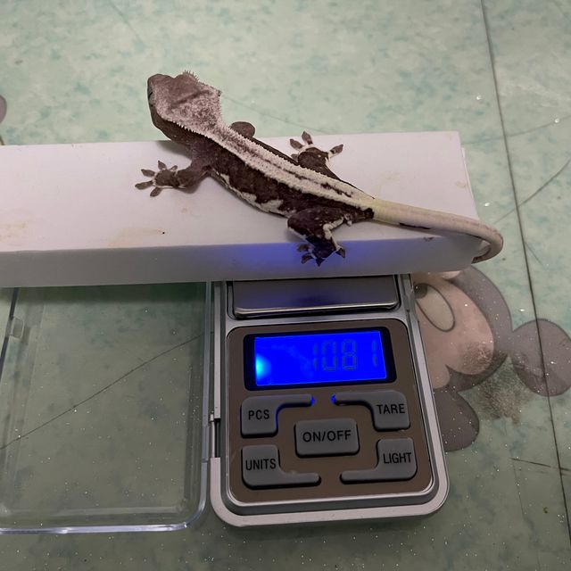 릴잔틱 릴리100%헷아잔틱
