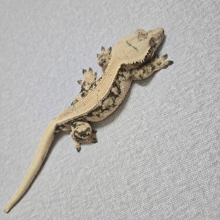 노멀 드리피 화이트스팟