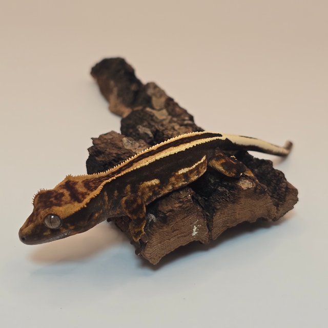 엠티백 풀핀 슈퍼스트라이프