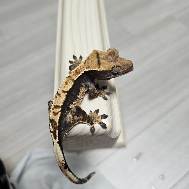 트라이