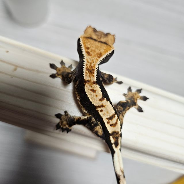 트라이
