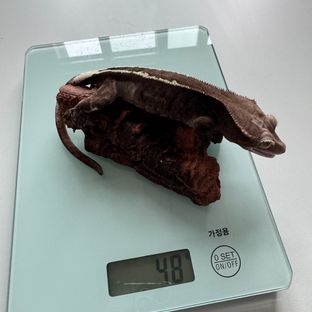 카푸치노