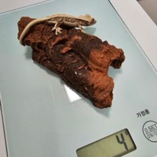 릴리화이트