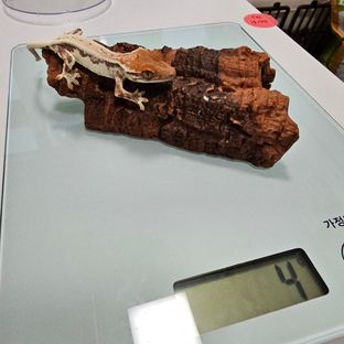 프라푸치노
