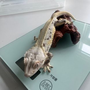 메스