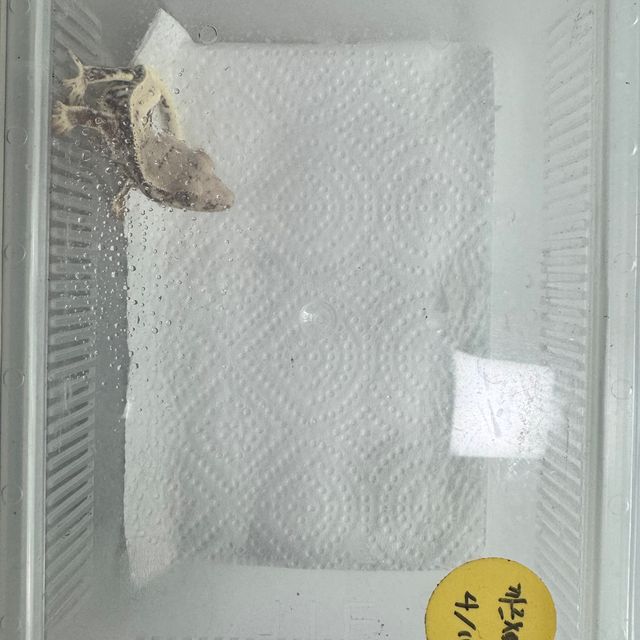 릴리화이트