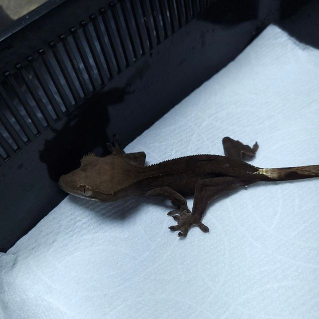 카푸치노 다크