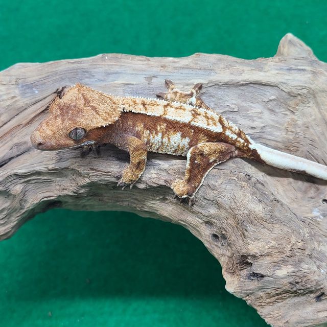 트라이