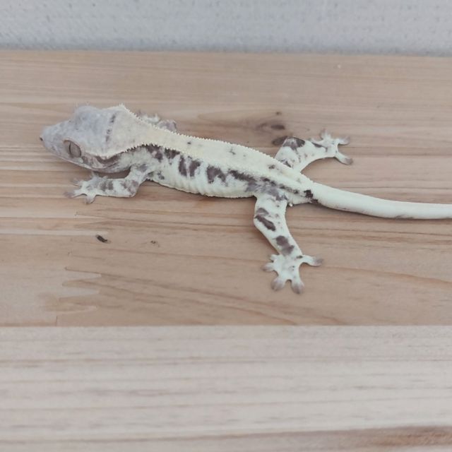 프라푸치노