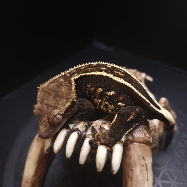 엠티백 풀핀 쿼드 다크