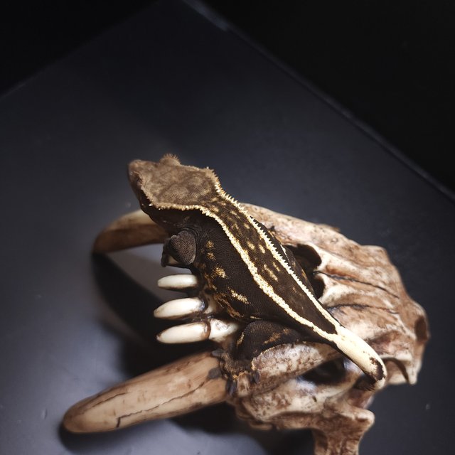 엠티백 풀핀 쿼드 다크