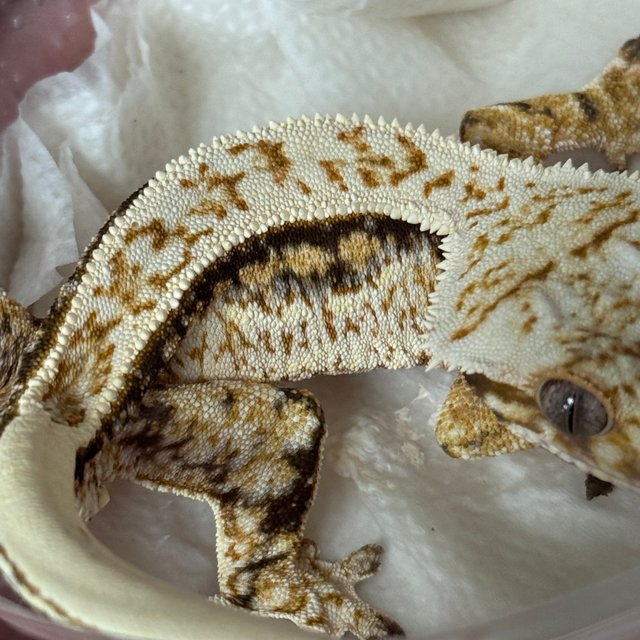 노멀 쿼드 핀스트라이프